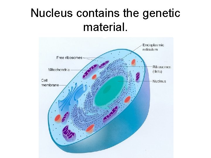 Nucleus contains the genetic material. 