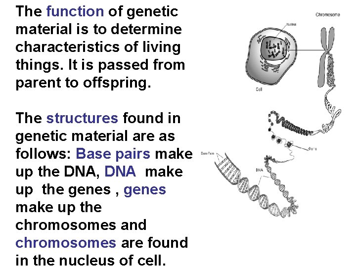 The function of genetic material is to determine characteristics of living things. It is