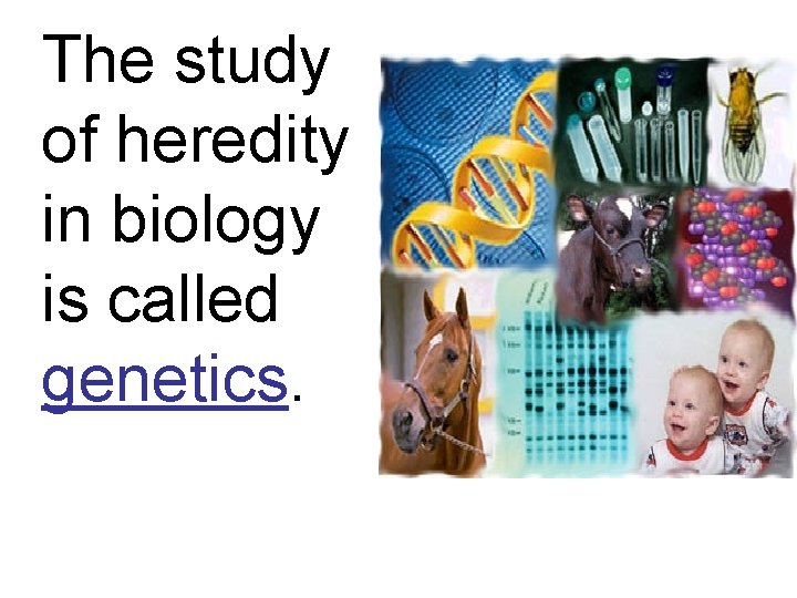 The study of heredity in biology is called genetics. 