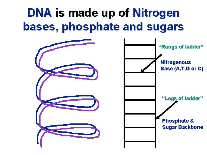 DNA is made up of Nitrogen bases, phosphate and sugars “Rungs of ladder” Nitrogenous