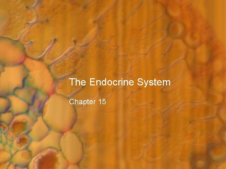The Endocrine System Chapter 15 