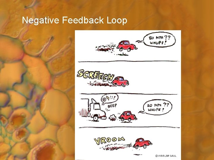 Negative Feedback Loop 