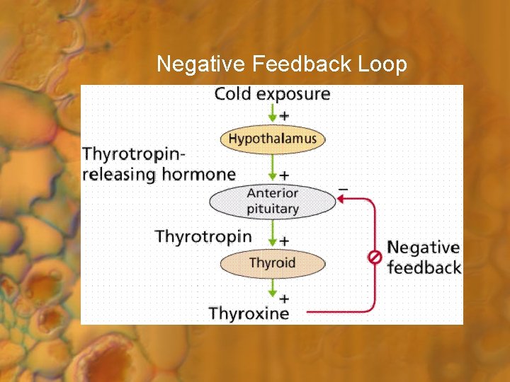 Negative Feedback Loop 