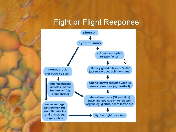 Fight or Flight Response 