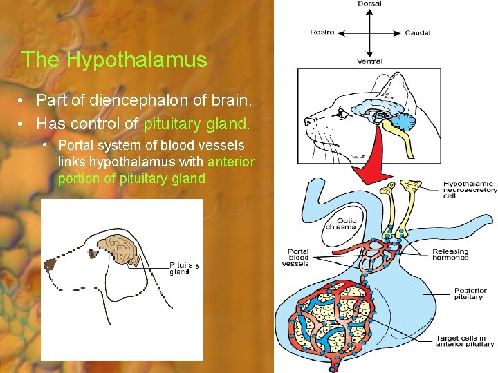 The Hypothalamus • Part of diencephalon of brain. • Has control of pituitary gland.