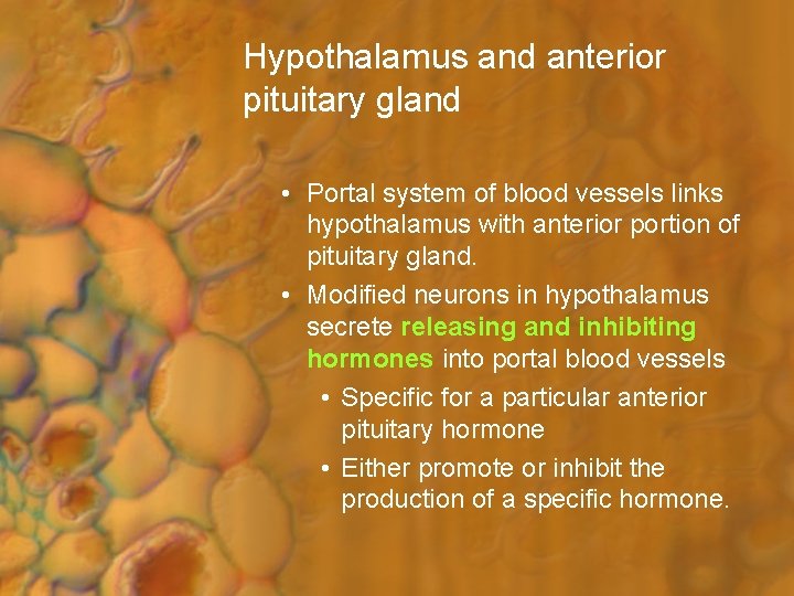 Hypothalamus and anterior pituitary gland • Portal system of blood vessels links hypothalamus with