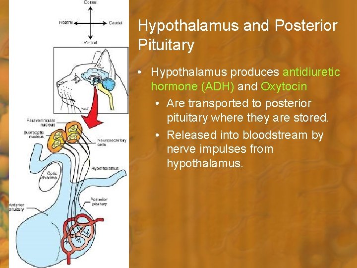 Hypothalamus and Posterior Pituitary • Hypothalamus produces antidiuretic hormone (ADH) and Oxytocin • Are