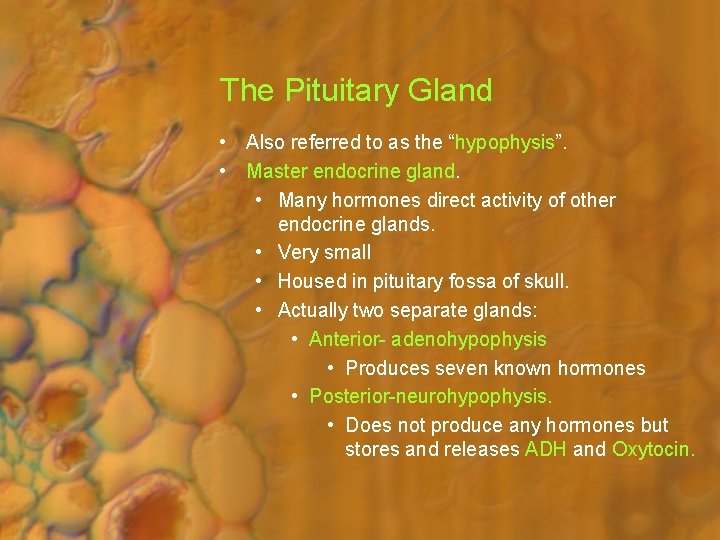 The Pituitary Gland • Also referred to as the “hypophysis”. • Master endocrine gland.