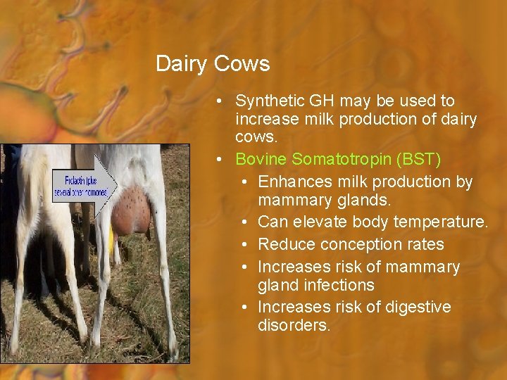 Dairy Cows • Synthetic GH may be used to increase milk production of dairy