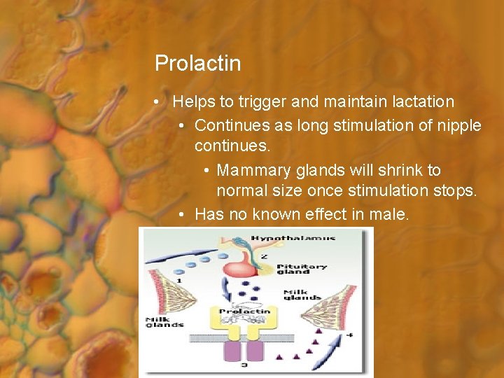 Prolactin • Helps to trigger and maintain lactation • Continues as long stimulation of