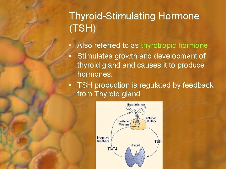 Thyroid-Stimulating Hormone (TSH) • Also referred to as thyrotropic hormone. • Stimulates growth and