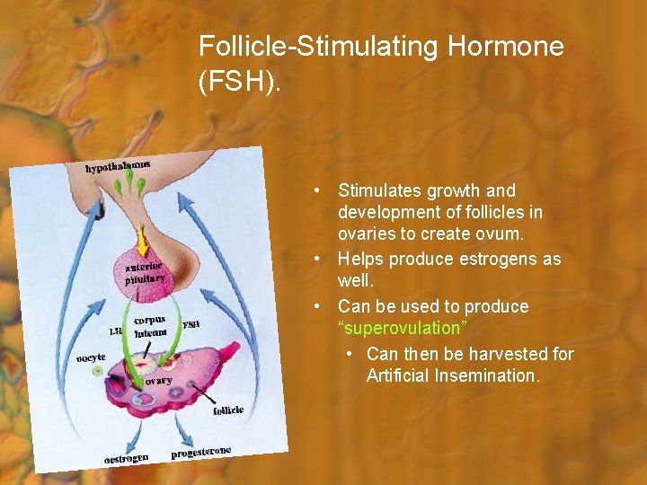 Follicle-Stimulating Hormone (FSH). • Stimulates growth and development of follicles in ovaries to create