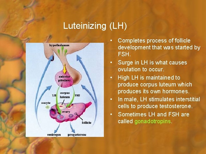 Luteinizing (LH) • Completes process of follicle development that was started by FSH. •