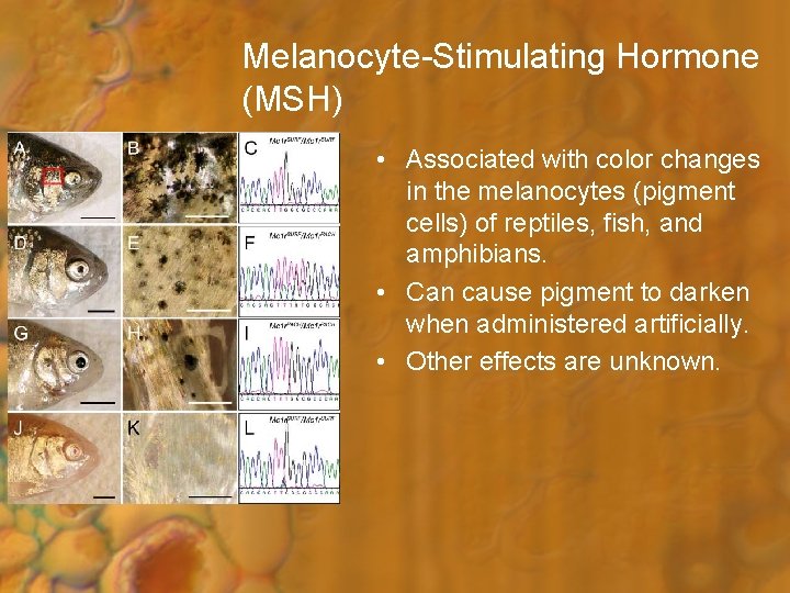 Melanocyte-Stimulating Hormone (MSH) • Associated with color changes in the melanocytes (pigment cells) of