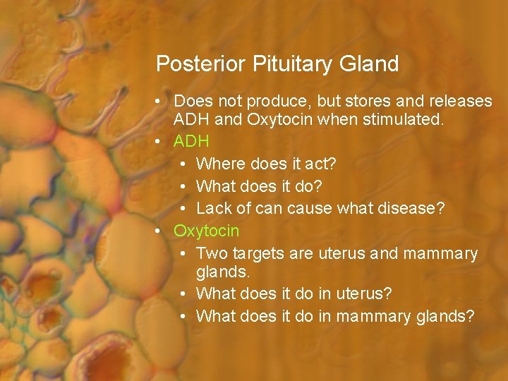 Posterior Pituitary Gland • Does not produce, but stores and releases ADH and Oxytocin