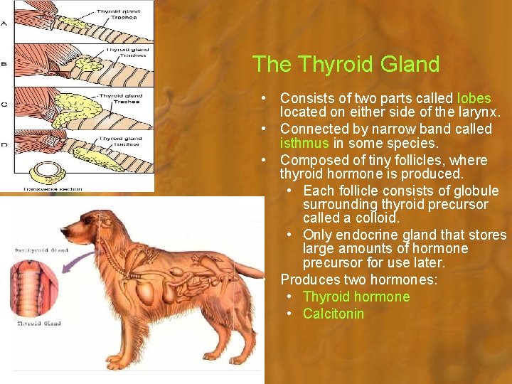 The Thyroid Gland • Consists of two parts called lobes located on either side