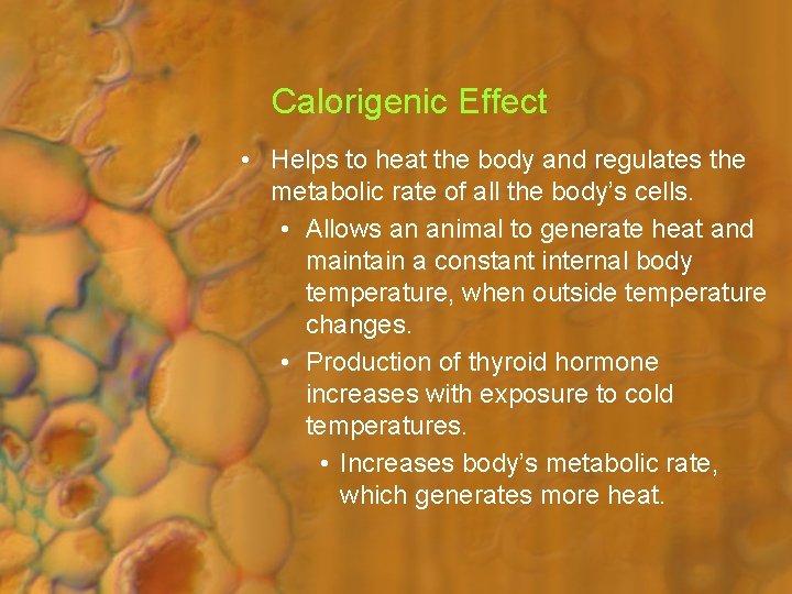 Calorigenic Effect • Helps to heat the body and regulates the metabolic rate of