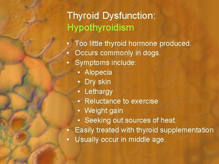 Thyroid Dysfunction: Hypothyroidism • Too little thyroid hormone produced. • Occurs commonly in dogs.