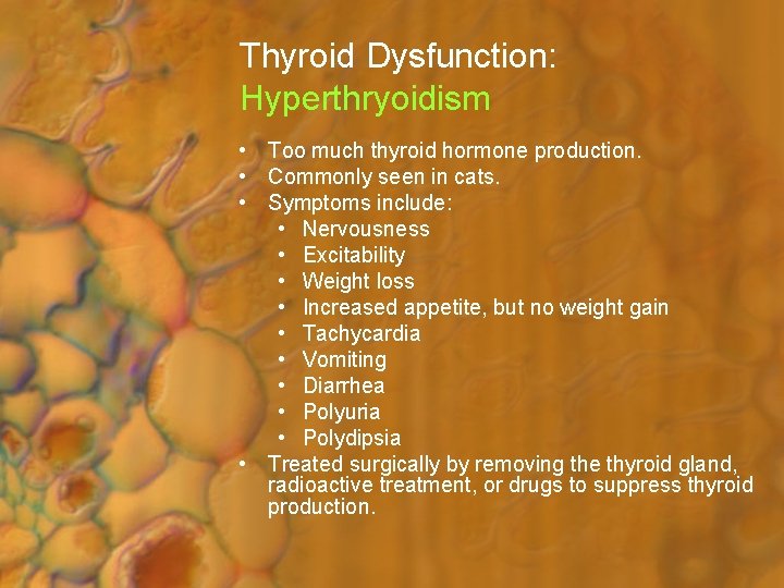 Thyroid Dysfunction: Hyperthryoidism • Too much thyroid hormone production. • Commonly seen in cats.