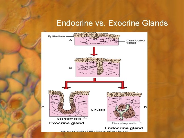 Endocrine vs. Exocrine Glands 