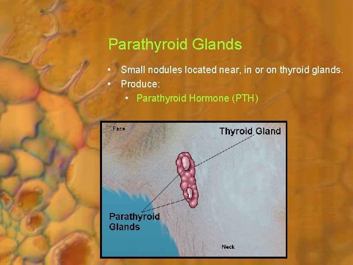 Parathyroid Glands • Small nodules located near, in or on thyroid glands. • Produce:
