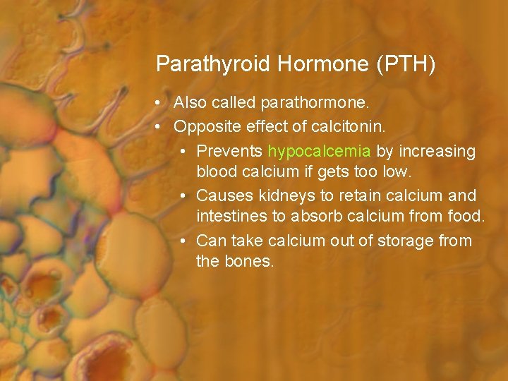 Parathyroid Hormone (PTH) • Also called parathormone. • Opposite effect of calcitonin. • Prevents