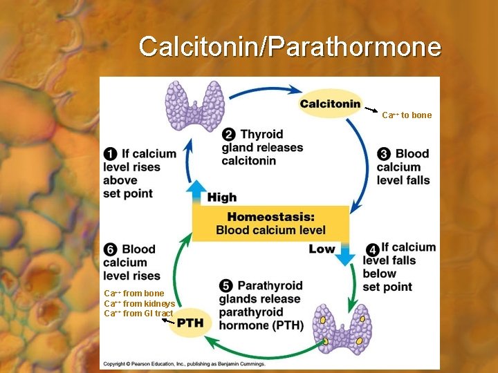 Calcitonin/Parathormone Ca++ to bone Ca++ from kidneys Ca++ from GI tract 