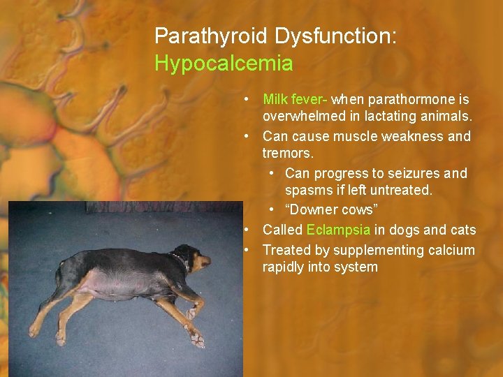 Parathyroid Dysfunction: Hypocalcemia • Milk fever- when parathormone is overwhelmed in lactating animals. •
