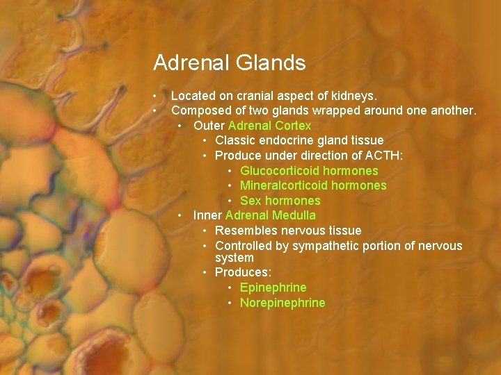 Adrenal Glands • • Located on cranial aspect of kidneys. Composed of two glands