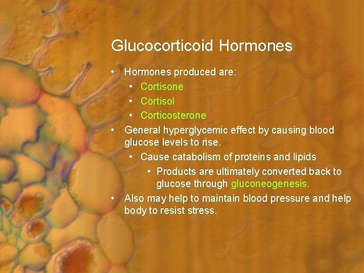 Glucocorticoid Hormones • Hormones produced are: • Cortisone • Cortisol • Corticosterone • General