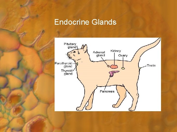 Endocrine Glands 