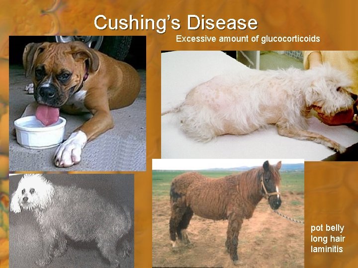 Cushing’s Disease Excessive amount of glucocorticoids pot belly long hair laminitis 