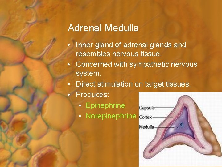 Adrenal Medulla • Inner gland of adrenal glands and resembles nervous tissue. • Concerned