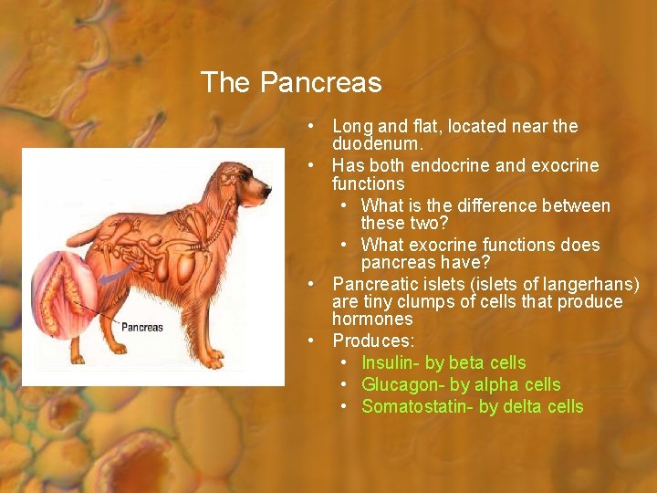 The Pancreas • Long and flat, located near the duodenum. • Has both endocrine