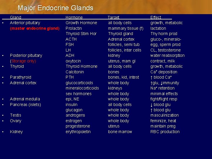 Major Endocrine Glands • • Gland Anterior pituitary (master endocrine gland) • Posterior pituitary