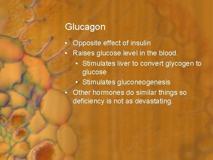 Glucagon • Opposite effect of insulin • Raises glucose level in the blood. •