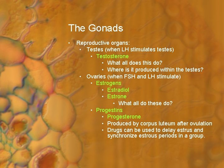 The Gonads • Reproductive organs: • Testes (when LH stimulates testes) • Testosterone •