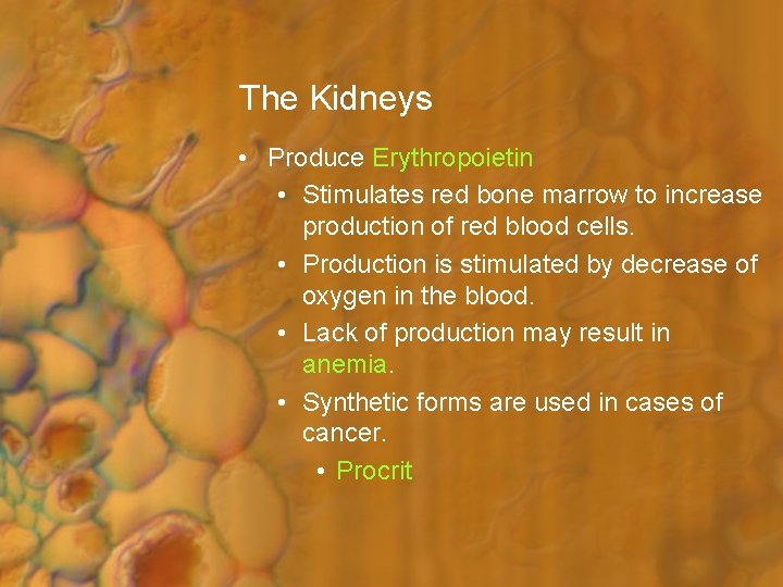 The Kidneys • Produce Erythropoietin • Stimulates red bone marrow to increase production of