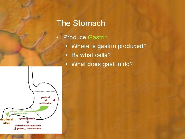 The Stomach • Produce Gastrin • Where is gastrin produced? • By what cells?