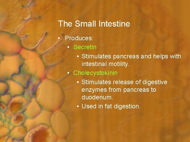 The Small Intestine • Produces: • Secretin • Stimulates pancreas and helps with intestinal