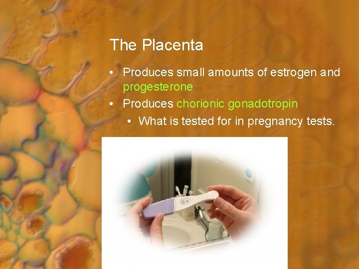 The Placenta • Produces small amounts of estrogen and progesterone • Produces chorionic gonadotropin