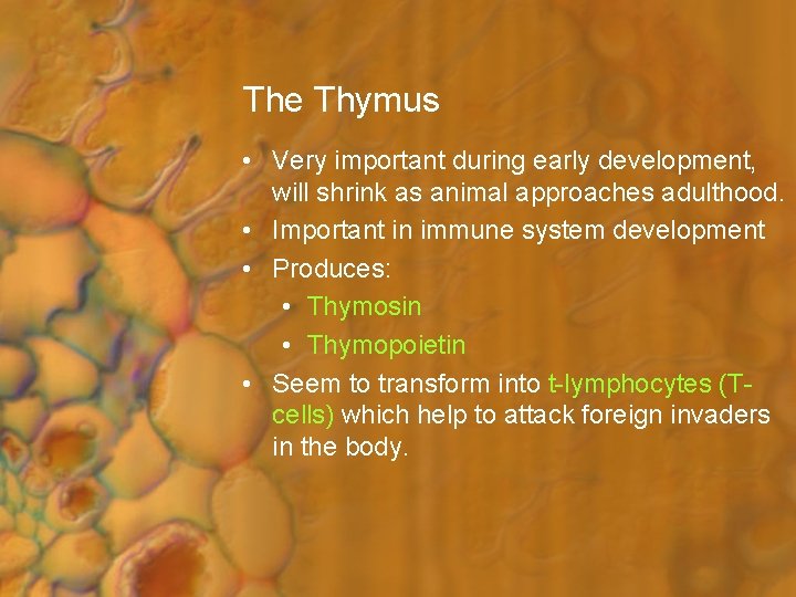 The Thymus • Very important during early development, will shrink as animal approaches adulthood.