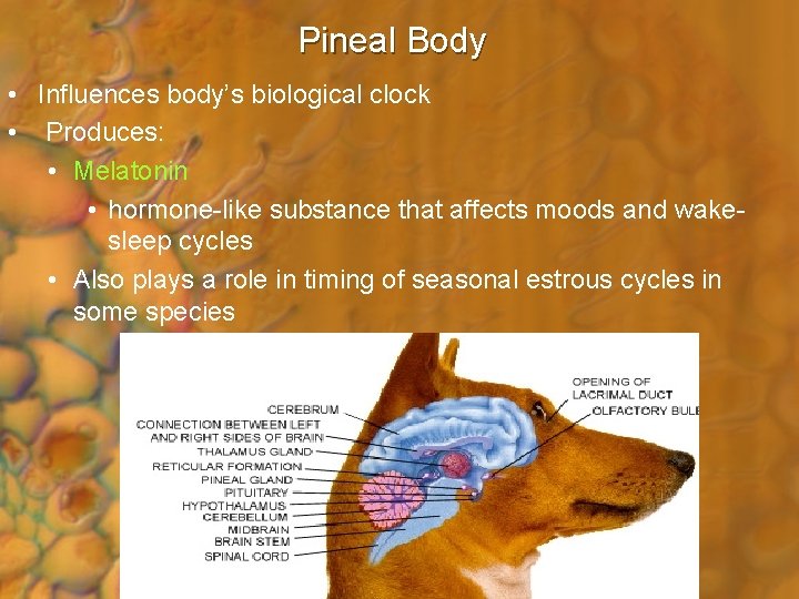 Pineal Body • Influences body’s biological clock • Produces: • Melatonin • hormone-like substance