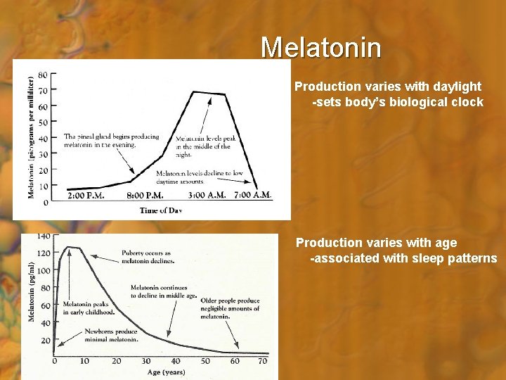 Melatonin Production varies with daylight -sets body’s biological clock Production varies with age -associated