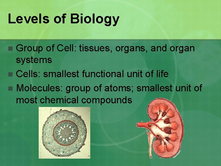 Levels of Biology Group of Cell: tissues, organs, and organ systems n Cells: smallest