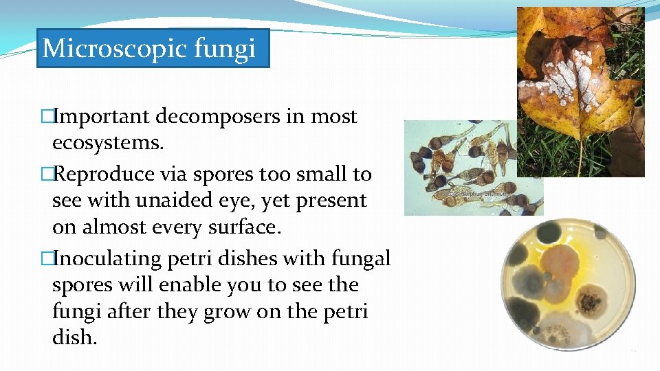 Microscopic fungi �Important decomposers in most ecosystems. �Reproduce via spores too small to see Microscopic fungi �Important decomposers in most ecosystems. �Reproduce via spores too small to see