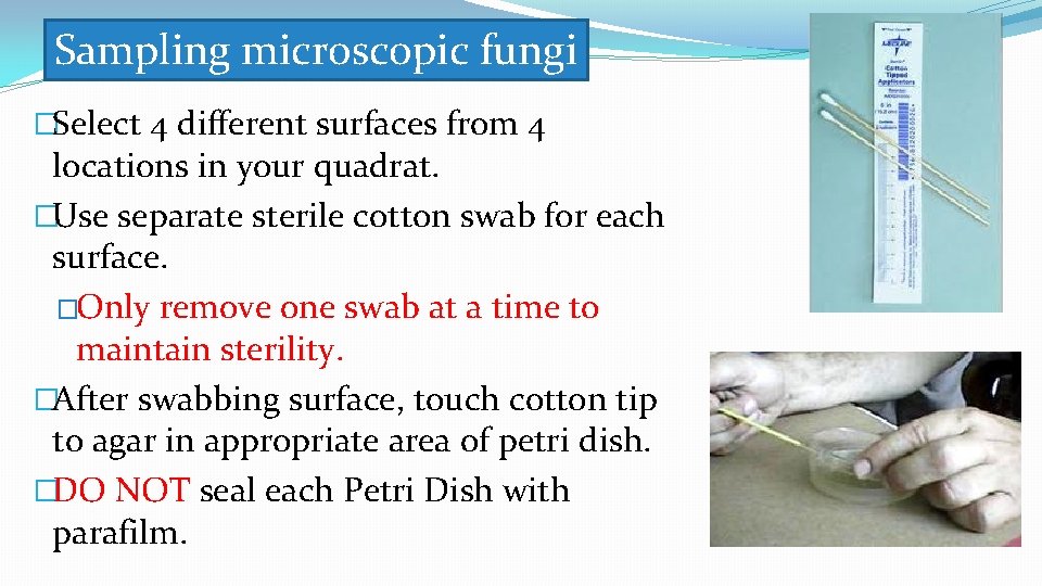 Sampling microscopic fungi �Select 4 different surfaces from 4 locations in your quadrat. �Use Sampling microscopic fungi �Select 4 different surfaces from 4 locations in your quadrat. �Use