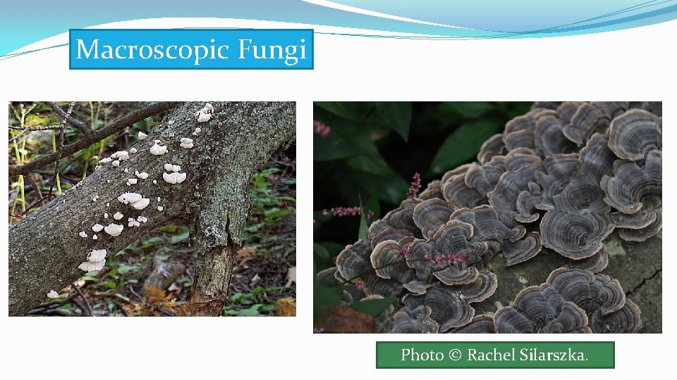Macroscopic Fungi Photo © Rachel Silarszka. Macroscopic Fungi Photo © Rachel Silarszka.