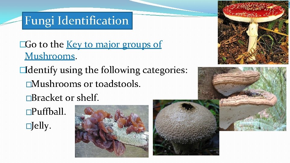 Fungi Identification �Go to the Key to major groups of Mushrooms. �Identify using the Fungi Identification �Go to the Key to major groups of Mushrooms. �Identify using the