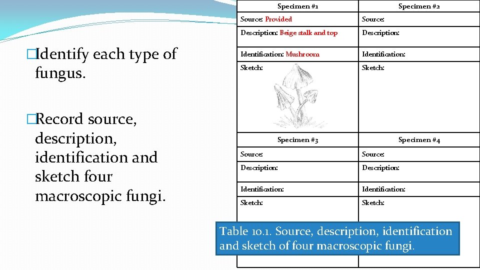 Specimen #1 �Identify each type of fungus. Specimen #2 Source: Provided Source: Description: Beige Specimen #1 �Identify each type of fungus. Specimen #2 Source: Provided Source: Description: Beige